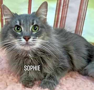 Photo of SWEET,SWEET SOPHIE