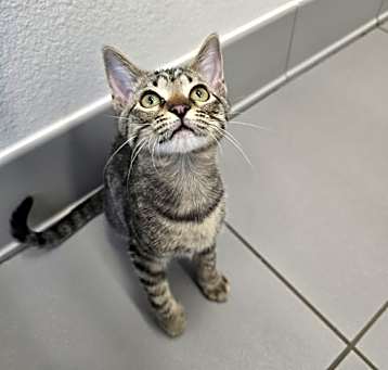 Photo of Mousse