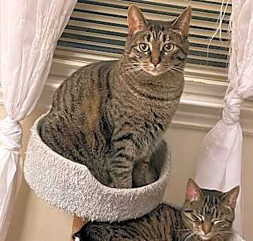 Photo of Tallulah  and Tabitha