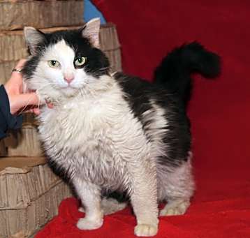 Photo of Mahogany (ComboTested/Neutered