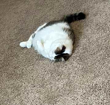 Photo of Pearl