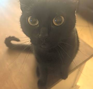 Photo of Ivy