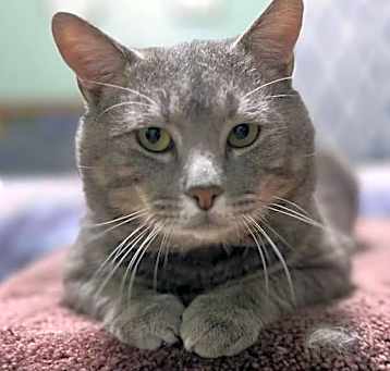 Photo of Teddy
