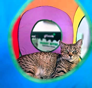 Photo of Littlefoot