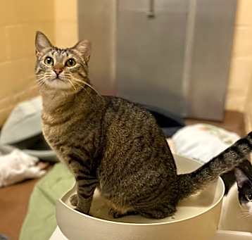 Photo of Bambino