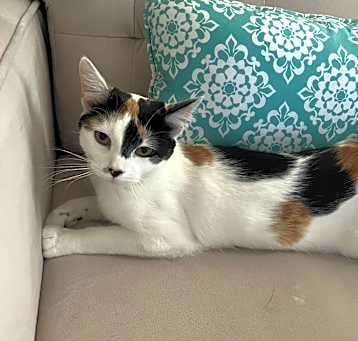 Photo of Kitty