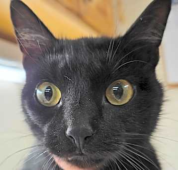 Photo of Chuckles 