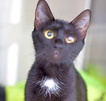 Photo of Lyra