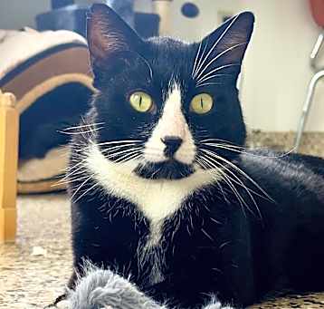 Photo of Gato