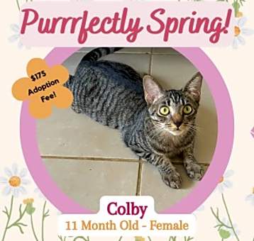 Photo of Colby (bonded w/Cesar)
