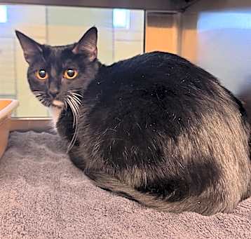 Photo of CATALINA