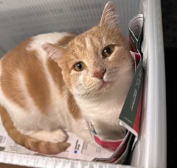 Photo of Vander (FIV+)