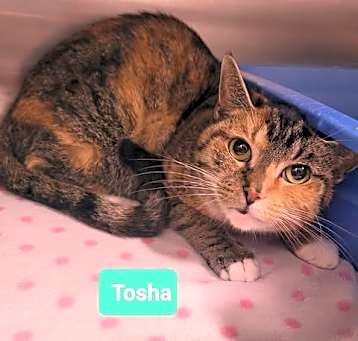 Photo of Tosha