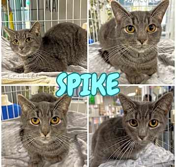 Photo of Spike