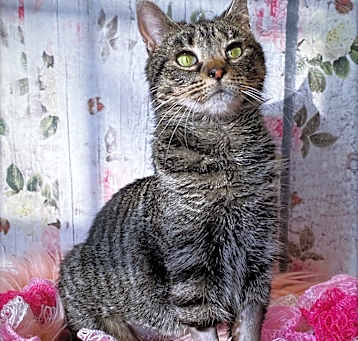 Photo of Pinky Bobtail
