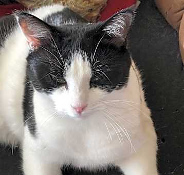 Photo of Bella
