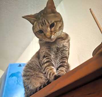 Photo of Pebbles