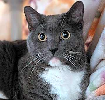 Photo of Sammy (Bonded w/ Dusty)