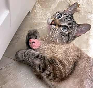Photo of Mabel - SPECIAL NEEDS