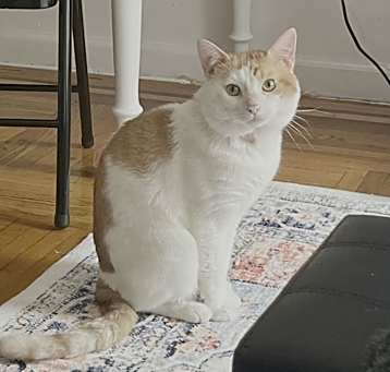 Photo of Nugget