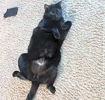 Photo of Casper