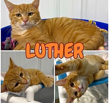 Photo of Luther