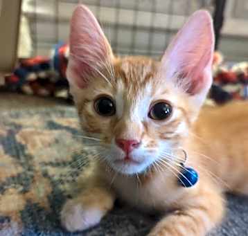 Photo of Sam
