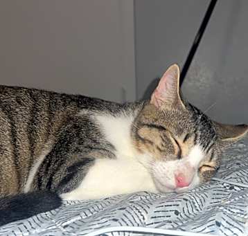 Photo of Frankie