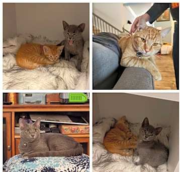 Photo of Tom & Jerry