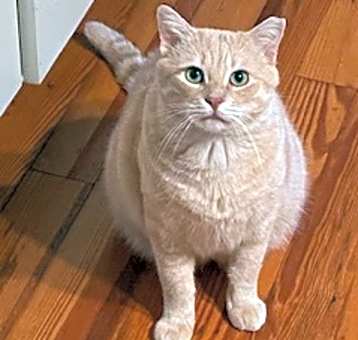 Photo of Scotch IN FOSTER