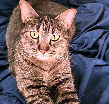 Photo of Pepper