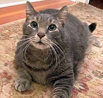 Photo of Hector