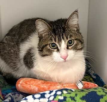 Photo of Sailor