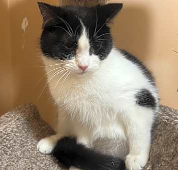 Photo of Phantom