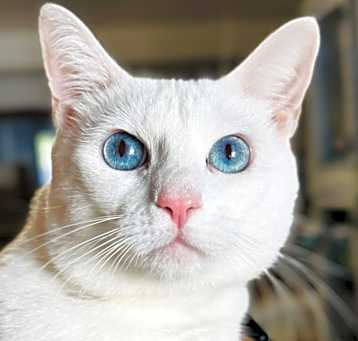 Photo of Frosty
