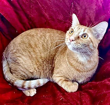 Photo of Buddy