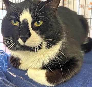 Photo of Paul The Cat