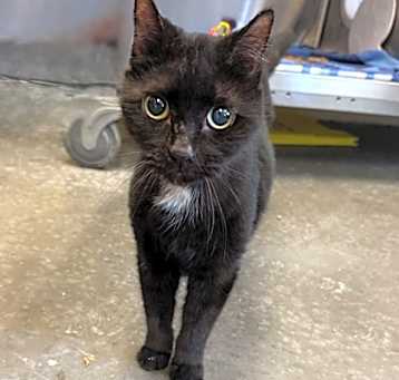Photo of Salem