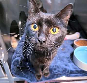 Photo of Perdita