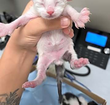 Photo of Huckleberry