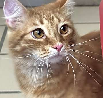 Photo of Phoenix
