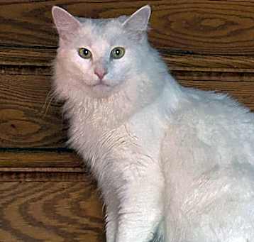 Photo of Gibbs