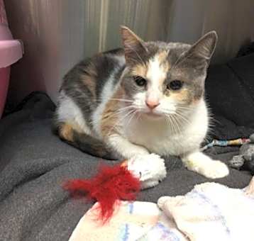 Photo of Polly *In foster
