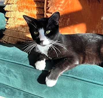Photo of Oreo