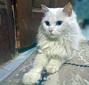 Photo of Bahr (Persian, blue eyes, deaf