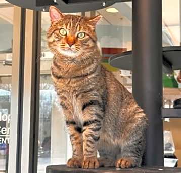 Photo of Maximus