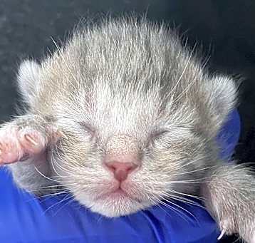 Photo of ADORBS