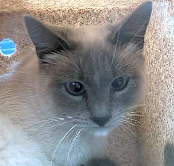 Photo of DIAMOND
