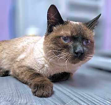 Photo of Palomo