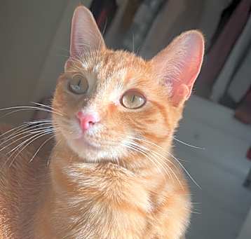 Photo of Cheeto